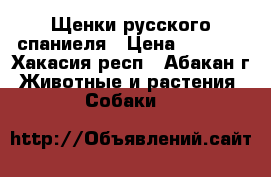 Щенки русского спаниеля › Цена ­ 4 000 - Хакасия респ., Абакан г. Животные и растения » Собаки   